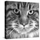 Maine Coon Cat Close-Up of Face-null-Premier Image Canvas