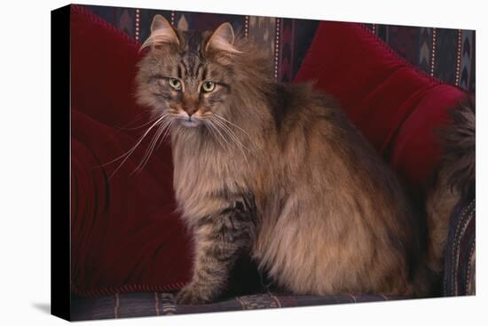 Maine Coon Cat on Chair-DLILLC-Premier Image Canvas