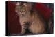 Maine Coon Cat on Chair-DLILLC-Premier Image Canvas