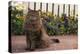 Maine Coon Cat on Sidewalk-DLILLC-Premier Image Canvas