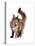 Maine Coon Cat-Fabio Petroni-Premier Image Canvas