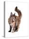 Maine Coon Cat-Fabio Petroni-Premier Image Canvas