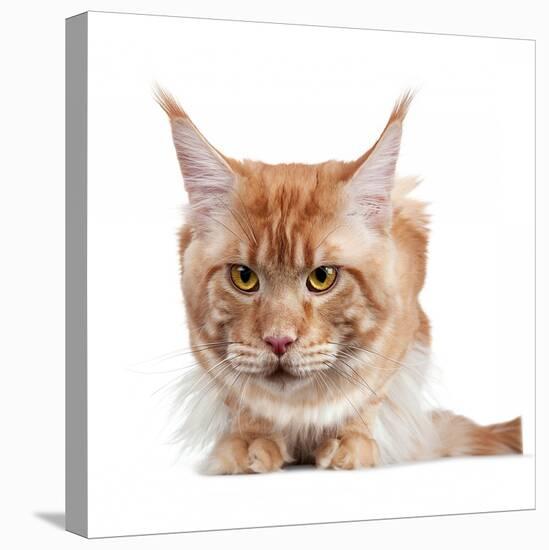 Maine Coon Cat-Fabio Petroni-Premier Image Canvas