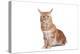 Maine Coon Cat-Fabio Petroni-Premier Image Canvas