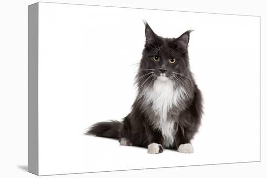 Maine Coon Cat-Fabio Petroni-Premier Image Canvas