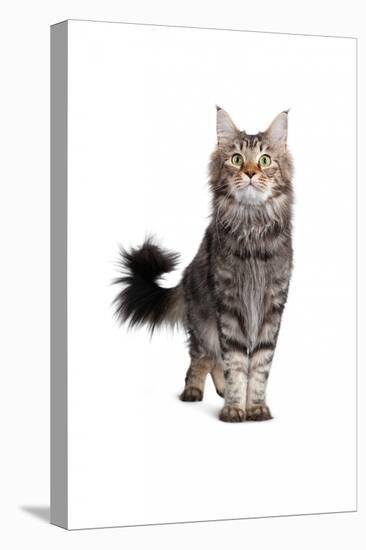 Maine Coon Cat-Fabio Petroni-Premier Image Canvas