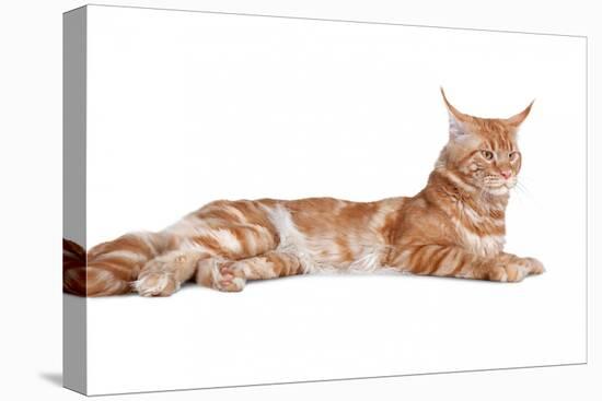 Maine Coon Cat-Fabio Petroni-Premier Image Canvas