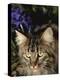 Maine Coon Domestic Cat, USA-Lynn M. Stone-Premier Image Canvas