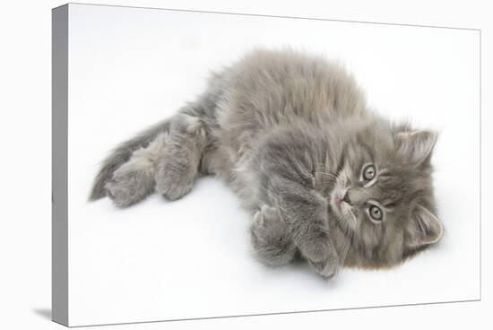 Maine Coon Kitten, 8 Weeks, Lying on its Back, Looking Up in a Playful Manner-Mark Taylor-Premier Image Canvas