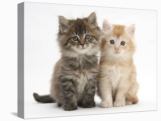 Maine Coon Kittens, 7 Weeks, Showing Different Colours-Mark Taylor-Premier Image Canvas