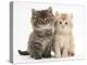 Maine Coon Kittens, 7 Weeks, Showing Different Colours-Mark Taylor-Premier Image Canvas