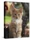 Maine Coon Red Tabby Cat Kitten, Three-Months-Adriano Bacchella-Premier Image Canvas