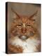 Maine Coon Red Tabby Cat, Portrait-Adriano Bacchella-Premier Image Canvas