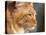 Maine Coon Red Tabby Cat, Portrait-Adriano Bacchella-Premier Image Canvas