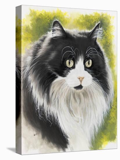 Maine Coon-Barbara Keith-Premier Image Canvas