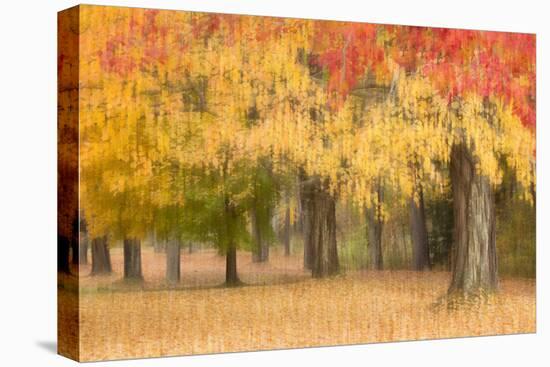 Maine, Harpswell. Autumn Colored Trees-Jaynes Gallery-Premier Image Canvas