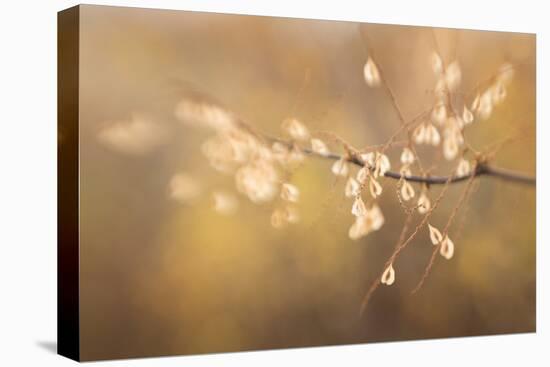 Maine, Harpswell. Bamboo Seeds Close-Up-Jaynes Gallery-Premier Image Canvas