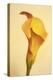 Maine, Harpswell. Calla Lily Close-Up-Jaynes Gallery-Premier Image Canvas