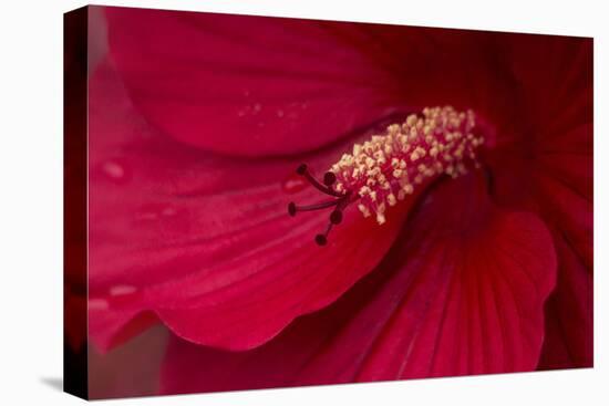 Maine, Harpswell. Hibiscus Detail-Jaynes Gallery-Premier Image Canvas