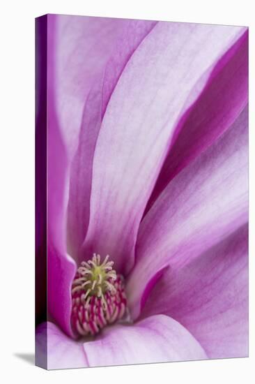 Maine, Harpswell. Magnolia Flower Interior-Jaynes Gallery-Premier Image Canvas