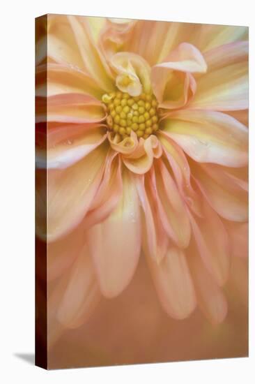 Maine, Harpswell. Orange Dahlia Detail-Jaynes Gallery-Premier Image Canvas