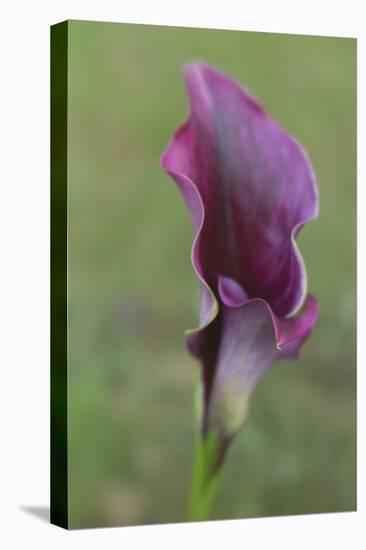 Maine, Harpswell. Purple Calla Lily Close-Up-Jaynes Gallery-Premier Image Canvas