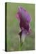 Maine, Harpswell. Purple Calla Lily Close-Up-Jaynes Gallery-Premier Image Canvas