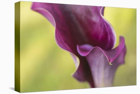 Maine, Harpswell. Purple Calla Lily Close-Up-Jaynes Gallery-Premier Image Canvas