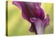 Maine, Harpswell. Purple Calla Lily Close-Up-Jaynes Gallery-Premier Image Canvas