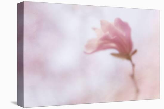Maine, Harpswell. Soft Magnolia Flower-Jaynes Gallery-Premier Image Canvas