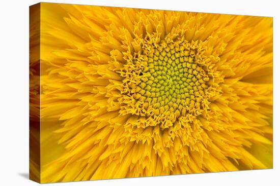 Maine, Harpswell. Sunflower Detail-Jaynes Gallery-Premier Image Canvas