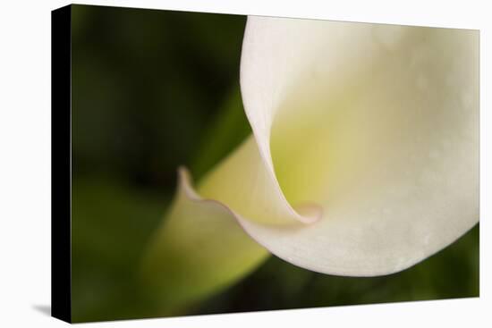 Maine, Harpswell. White Calla Lily Close-Up-Jaynes Gallery-Premier Image Canvas