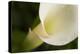 Maine, Harpswell. White Calla Lily Close-Up-Jaynes Gallery-Premier Image Canvas