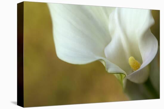 Maine, Harpswell. White Calla Lily-Jaynes Gallery-Premier Image Canvas