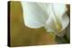 Maine, Harpswell. White Calla Lily-Jaynes Gallery-Premier Image Canvas