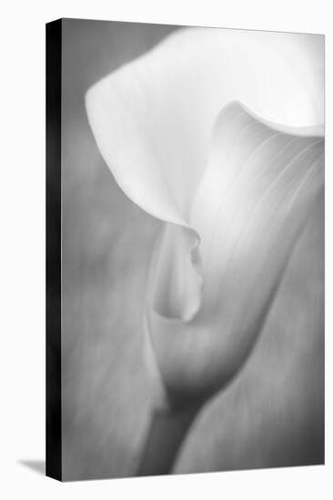 Maine, Harpswell. White Calla Lily-Jaynes Gallery-Premier Image Canvas