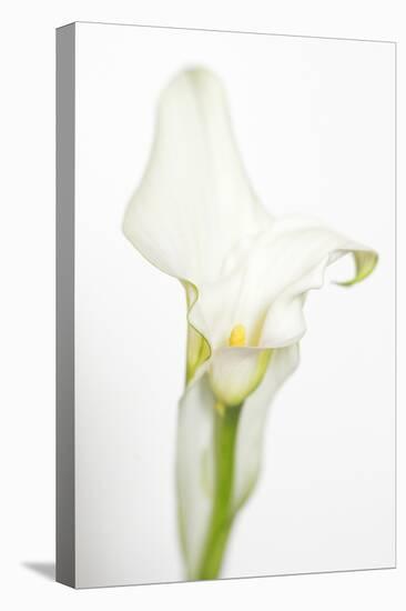 Maine, Harpswell. White Calla Lily-Jaynes Gallery-Premier Image Canvas