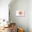 Maine - Scallop Shell - Coral - Coastal Icon-Lantern Press-Stretched Canvas displayed on a wall