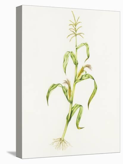 Maize (Zea Mays)-Lizzie Harper-Premier Image Canvas