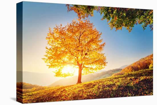 Majestic Alone Beech Tree on a Hill Slope with Sunny Beams at Mountain Valley. Dramatic Colorful Mo-Leonid Tit-Premier Image Canvas