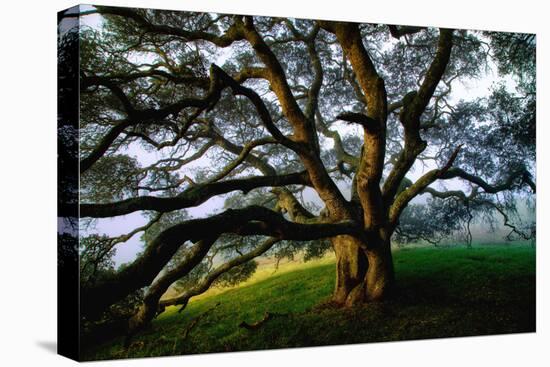 Majestic and Elegant Oak California Country Hillside, Petaluma-Vincent James-Premier Image Canvas