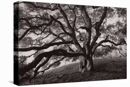 Majestic and Moody Oak, Sonoma Valley, Northern California-Vincent James-Premier Image Canvas