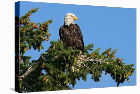 Majestic Bald Eagle-null-Stretched Canvas