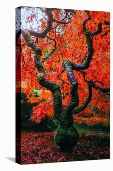 Majestic Japanese Maple, Portland, Oregon-Vincent James-Premier Image Canvas