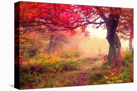 Majestic Landscape with Autumn Trees in Forest. Carpathian, Ukraine, Europe. Beauty World. Retro Fi-Leonid Tit-Premier Image Canvas