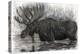 Majestic Moose-Angela Bawden-Stretched Canvas