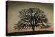 Majestic Oak-David Winston-Stretched Canvas