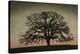 Majestic Oak-David Winston-Stretched Canvas