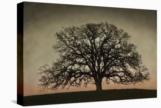 Majestic Oak-David Lorenz Winston-Stretched Canvas