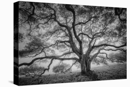 Majestic Old Oak, Black and White, Petaluma Northern California-Vincent James-Premier Image Canvas